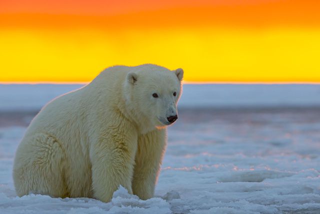 Ngày càng nhiều gấu Bắc Cực đói bụng phải vào bãi rác kiếm ăn - Ảnh 1.