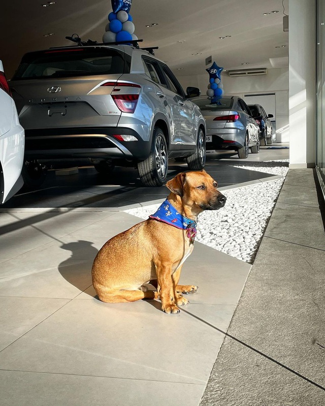 Hyundai tuyển chó làm nhân viên, đặt tên là Tucson và hút khách chưa từng thấy - Ảnh 12.