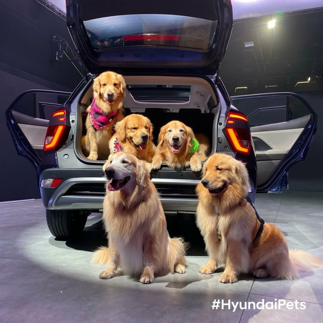 Hyundai tuyển chó làm nhân viên, đặt tên là Tucson và hút khách chưa từng thấy - Ảnh 15.