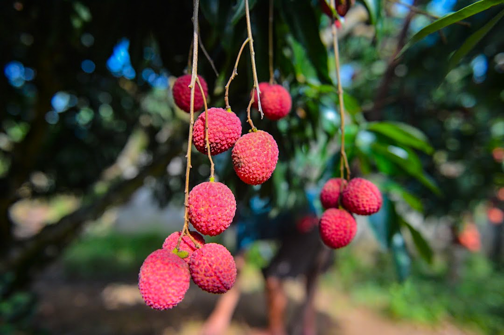 Bắc Giang lần đầu tiên có vải không hạt, giá 100.000 đồng/kg vẫn cháy hàng - Ảnh 2.