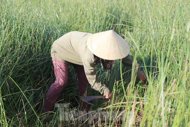 ‘Mót’ cói giữa trưa nắng nóng kiếm nửa triệu đồng mỗi ngày  - Ảnh 2.