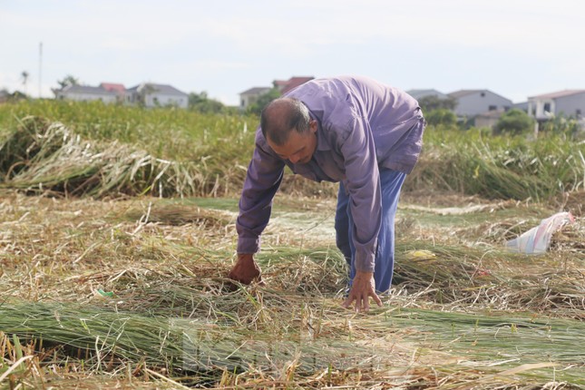 ‘Mót’ cói giữa trưa nắng nóng kiếm nửa triệu đồng mỗi ngày  - Ảnh 8.