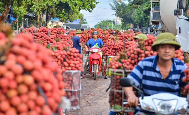 Ảnh: Người dân Bắc Giang cõng hàng tạ vải thiều đi bán từ 5h sáng khiến đường phố đỏ rực, tắc dài - Ảnh 8. Ảnh: Người dân Bắc Giang cõng hàng tạ vải thiều đi bán từ 5h sáng khiến đường phố đỏ rực, tắc dài - Ảnh 8.