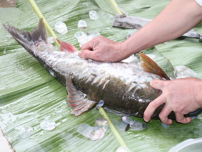 Gỏi cá bỗng sông Lô - Món ngon quên lối về, đặc sản làm say lòng du khách - Ảnh 1.