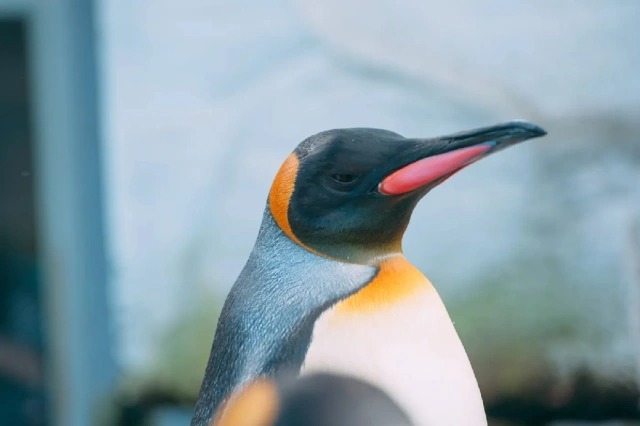 Lạm phát khiến lũ chim cánh cụt ở thủy cung Nhật Bản bất bình - Ảnh 1.