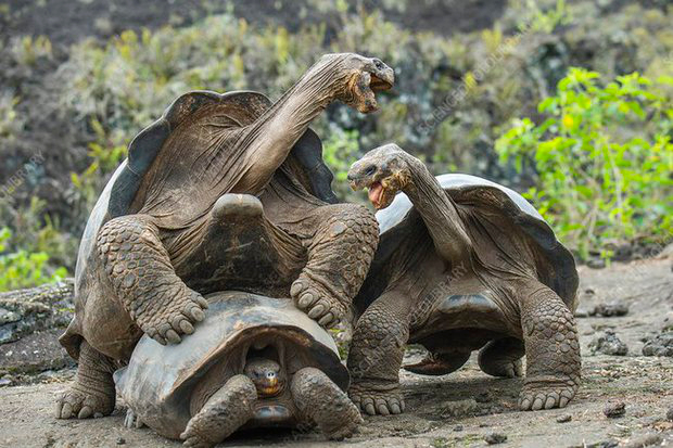 Loài vật yêu hòa bình hàng top trong thế giới động vật: Không ưa xô xát, tỉ thí bằng cách so kè một thứ - Ảnh 7.