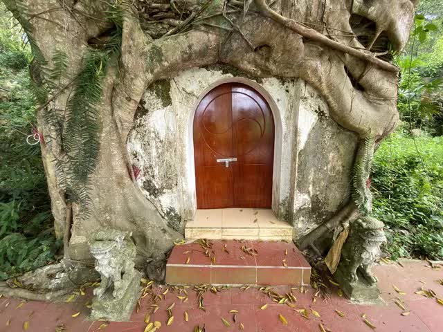 Thanh Hoá: Kỳ bí cây si hàng trăm tuổi “ôm” trọn ngôi chùa cổ - Ảnh 1.
