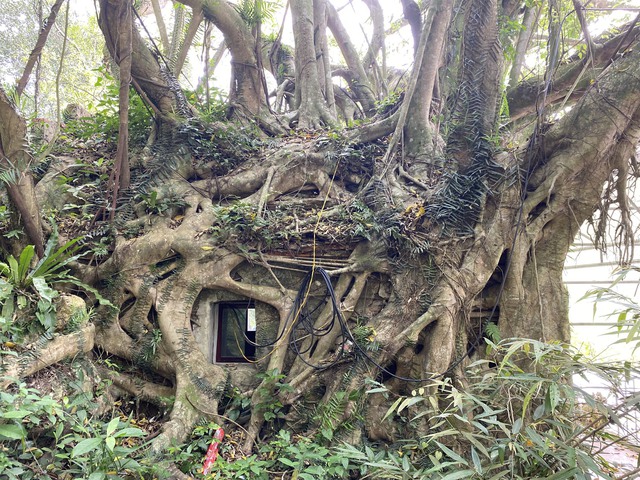 Thanh Hoá: Kỳ bí cây si hàng trăm tuổi “ôm” trọn ngôi chùa cổ - Ảnh 5.