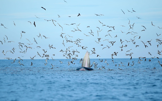 Thích thú, vỡ òa với khoảnh khắc chứng kiến cá voi xanh săn mồi trên biển Đề Gi - Ảnh 1.