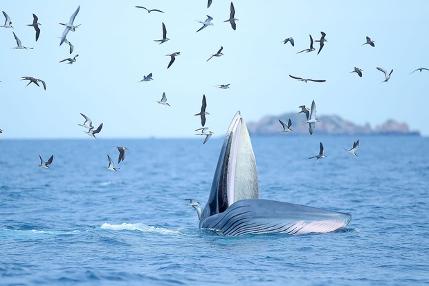 Thích thú, vỡ òa với khoảnh khắc chứng kiến cá voi xanh săn mồi trên biển Đề Gi - Ảnh 3.