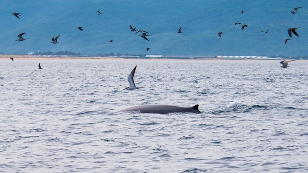 Thích thú, vỡ òa với khoảnh khắc chứng kiến cá voi xanh săn mồi trên biển Đề Gi - Ảnh 4.