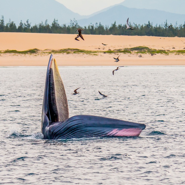 Thích thú, vỡ òa với khoảnh khắc chứng kiến cá voi xanh săn mồi trên biển Đề Gi - Ảnh 6.