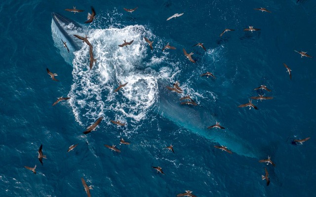 Khoảnh khắc tuyệt đẹp: Cá voi săn mồi ven biển Đề Gi, Bình Định - Ảnh 1.