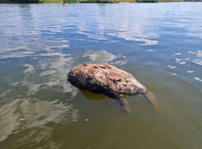 Thảm họa môi trường ở Ba Lan: Cá chết nổi trắng sông Oder - Ảnh 3.
