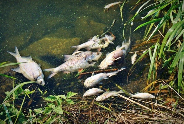 Thảm họa môi trường ở Ba Lan: Cá chết nổi trắng sông Oder - Ảnh 4.