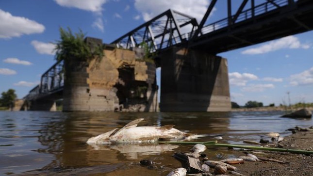 Thảm họa môi trường ở Ba Lan: Cá chết nổi trắng sông Oder - Ảnh 1.