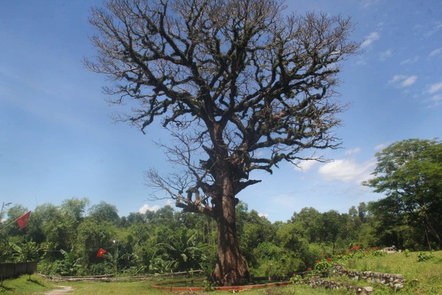 Cây trôi cổ thụ hơn 300 tuổi ở Nghệ An chết khô sau khi được bảo dưỡng - Ảnh 2.