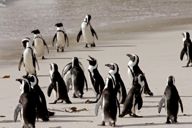 Chim cánh cụt châu Phi có nguy cơ tuyệt chủng do ô nhiễm tiếng ồn - Ảnh 1.