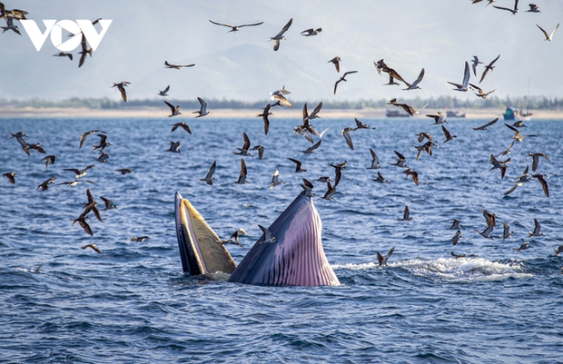 Choáng ngợp cảnh mẹ con cá voi săn mồi ở vùng biển Đề Gi - Ảnh 8.