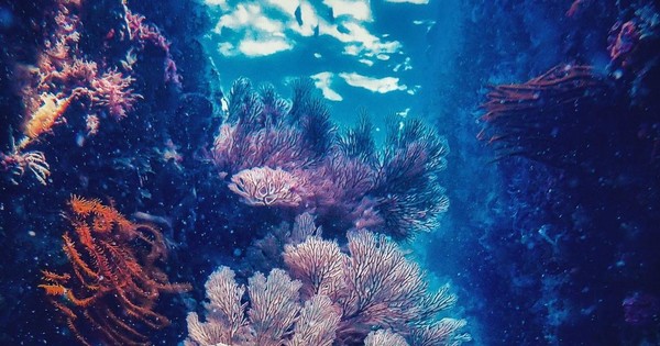 Chiêm ngưỡng san hô tuyệt đẹp dưới đáy biển Việt Nam - Ảnh 9.