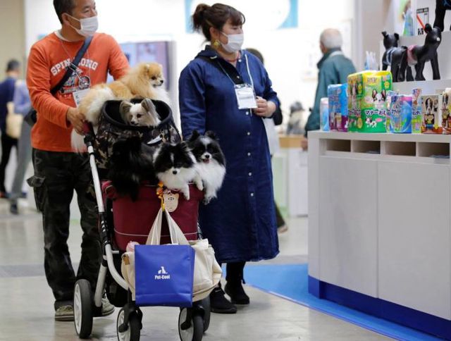 Tại sao Nhật Bản quyết định sử dụng thẻ căn cước cho thú cưng? - Ảnh 2.