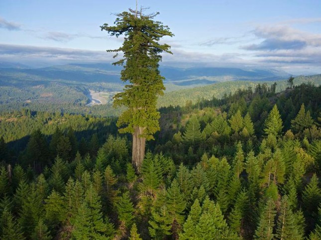 Đứng cạnh cây cao nhất thế giới sẽ bị phạt tù - Ảnh 3.