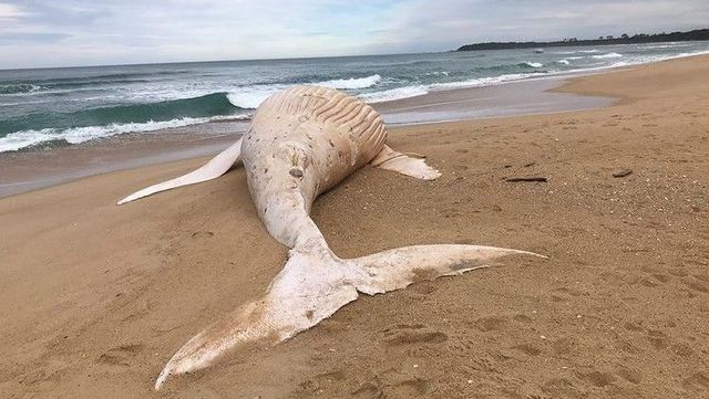 Cá voi lưng gù trắng cực hiếm chết dạt vào bãi biển Australia - Ảnh 3.
