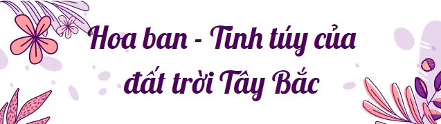  Hoa ban Điện Biên: Một thế giới ẩm thực phong phú đến ngỡ ngàng của người dân tộc Thái ở vùng cao Tây Bắc - Ảnh 1.