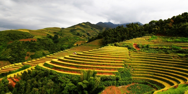 Chuyên gia du lịch gợi ý những tọa độ săn lúa chín vàng đẹp nhất tháng 8 - Ảnh 3.