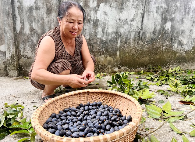 Người dân miền núi Hà Tĩnh kiếm bội tiền nhờ cây có quả đen nhánh - Ảnh 3.