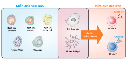 Nếu có vết sẹo huyền thoại này trên cánh tay, bạn đang được bảo vệ khỏi rất nhiều bệnh trong cuộc đời mình đấy - Ảnh 10.