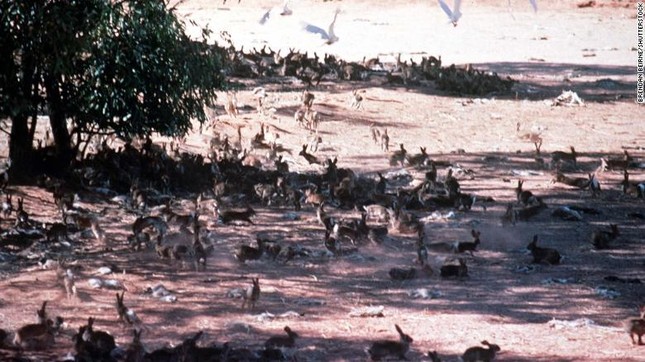 Làm thế nào 24 con thỏ Anh tạo ra cuộc ‘xâm lược sinh học’ tàn khốc nhất nước Úc? - Ảnh 1.