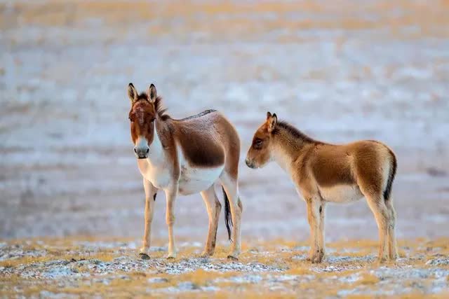 Lừa hoang dã Tây Tạng - loài động vật thích hơn thua và dễ nổi nóng nhất trong giới tự nhiên - Ảnh 4.