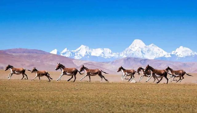 Lừa hoang dã Tây Tạng - loài động vật thích hơn thua và dễ nổi nóng nhất trong giới tự nhiên - Ảnh 6.