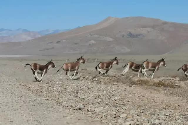 Lừa hoang dã Tây Tạng - loài động vật thích hơn thua và dễ nổi nóng nhất trong giới tự nhiên - Ảnh 10.