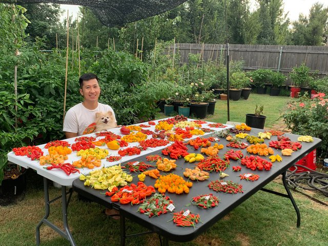 Chàng trai Việt trồng hơn 500 giống ớt, khu vườn 300 m2 ngập rau trái quê - ảnh 1