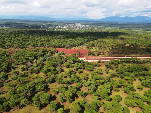 Dự án sân Golf nghìn tỷ: Gia Lai bán hơn 59.000 cây thông cho FLC giá bao nhiêu? - Ảnh 1.