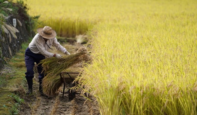 Nhật Bản lo thiếu lương thực khi người dân thay đổi chế độ ăn uống - Ảnh 1.