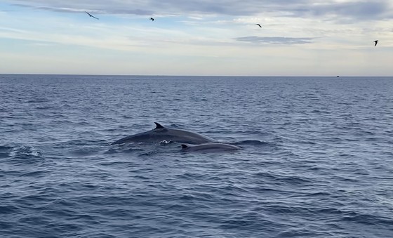 Thêm đàn cá voi khoảng 7 con xuất hiện ở ven biển Đề Gi, Bình Định - Ảnh 1.