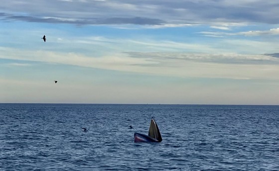 Thêm đàn cá voi khoảng 7 con xuất hiện ở ven biển Đề Gi, Bình Định - Ảnh 2.