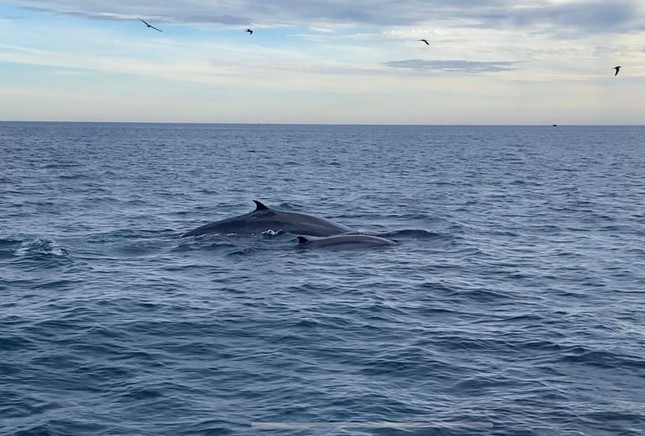 Kỳ thú đàn cá voi xanh xuất hiện ven biển Bình Định - Ảnh 2.