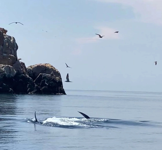 Thêm đàn cá voi khoảng 7 con xuất hiện ở ven biển Đề Gi, Bình Định - Ảnh 3.