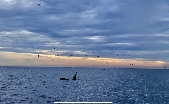 Thêm đàn cá voi khoảng 7 con xuất hiện ở ven biển Đề Gi, Bình Định - Ảnh 4.