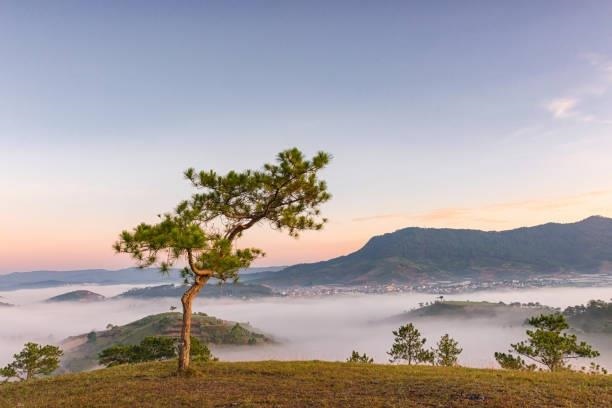 8 cây cô đơn nổi tiếng, được check-in nhiều nhất Việt Nam  - Ảnh 1.