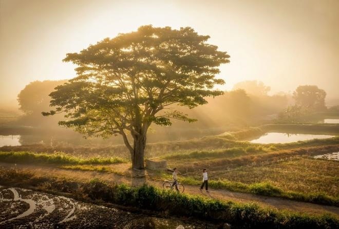 8 cây cô đơn nổi tiếng, được check-in nhiều nhất Việt Nam  - Ảnh 2.