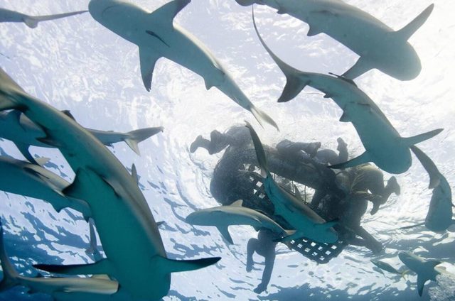 Hung thần biển cả: Đi tìm vụ cá mập tấn công con người lớn nhất từng được lịch sử ghi nhận! - Ảnh 4.