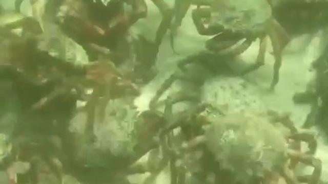 Nhiệt độ nước biển tăng, hàng nghìn con cua có độc tràn vào các bãi biển St Ives của Anh - Ảnh 3.