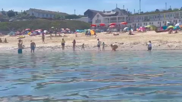Nhiệt độ nước biển tăng, hàng nghìn con cua có độc tràn vào các bãi biển St Ives của Anh - Ảnh 1.