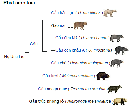 Quê hương gấu trúc có thể không phải ở Trung Quốc, mà là Châu Âu - Ảnh 7.