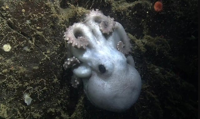 Dưới đáy đại dương: Gặp gỡ bạch tuộc ma quái Casper - Ảnh 2.